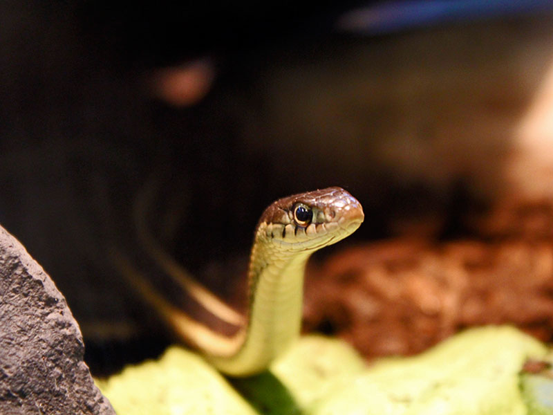 Garter snake at ECHO