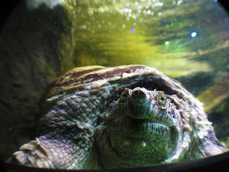 snappingturtle