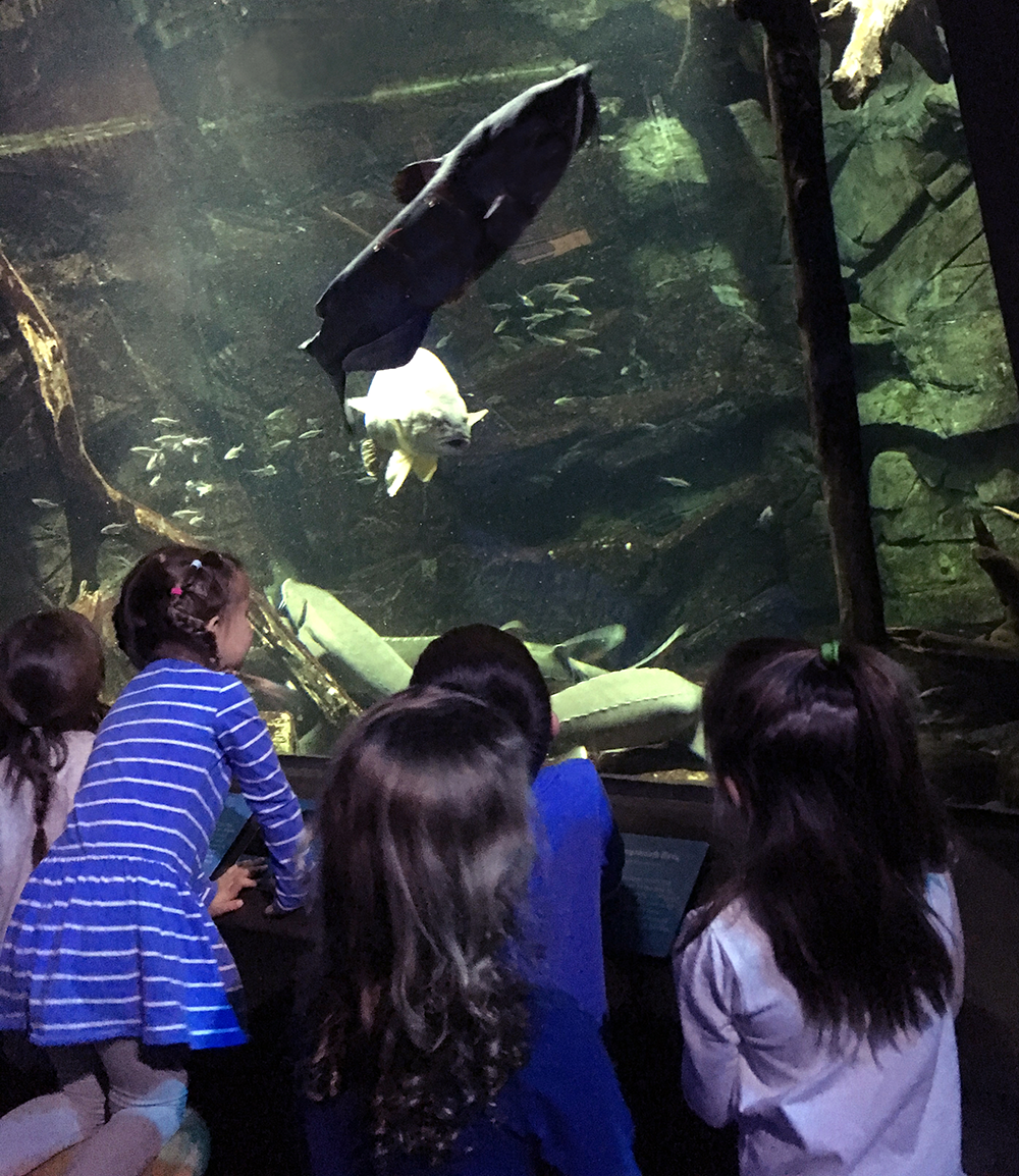 fieldtrip Classroom Membership