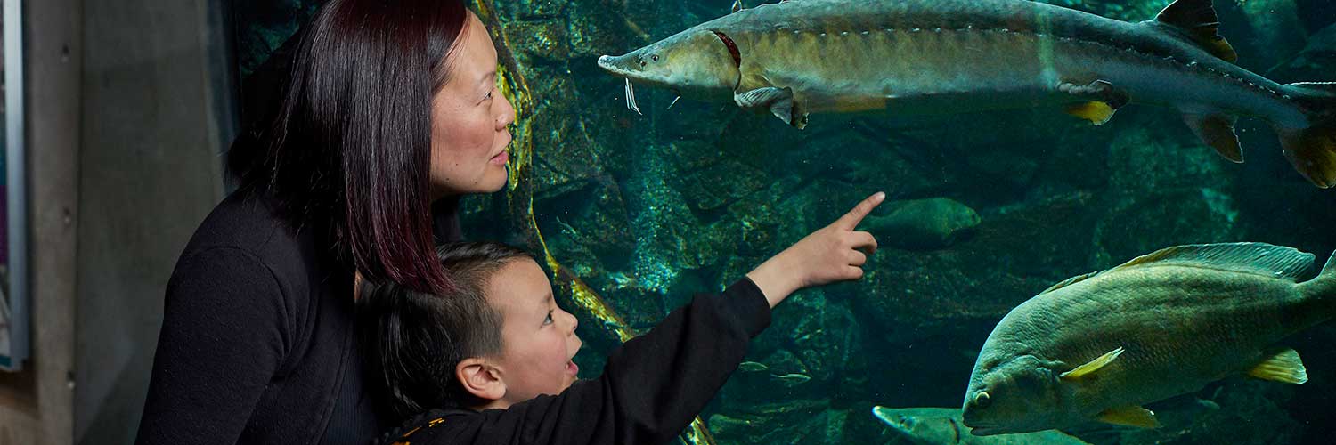 Sturgeon Tank