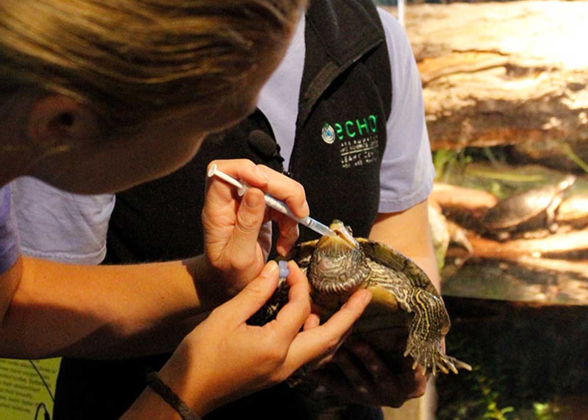 ECHO animal care staff feeding turtle