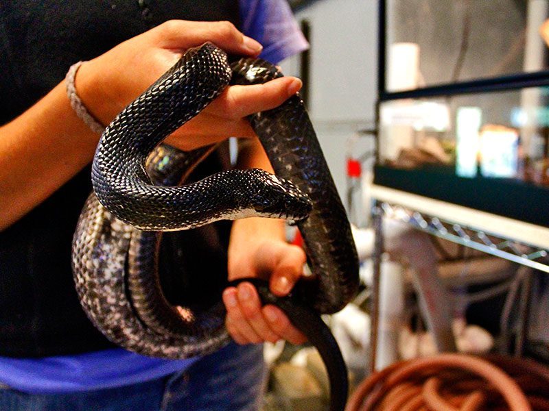 Ratsnake demo