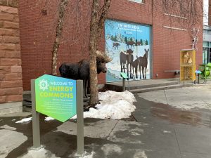 Moose exhibit at ECHO as part of Energy Commons exhibit