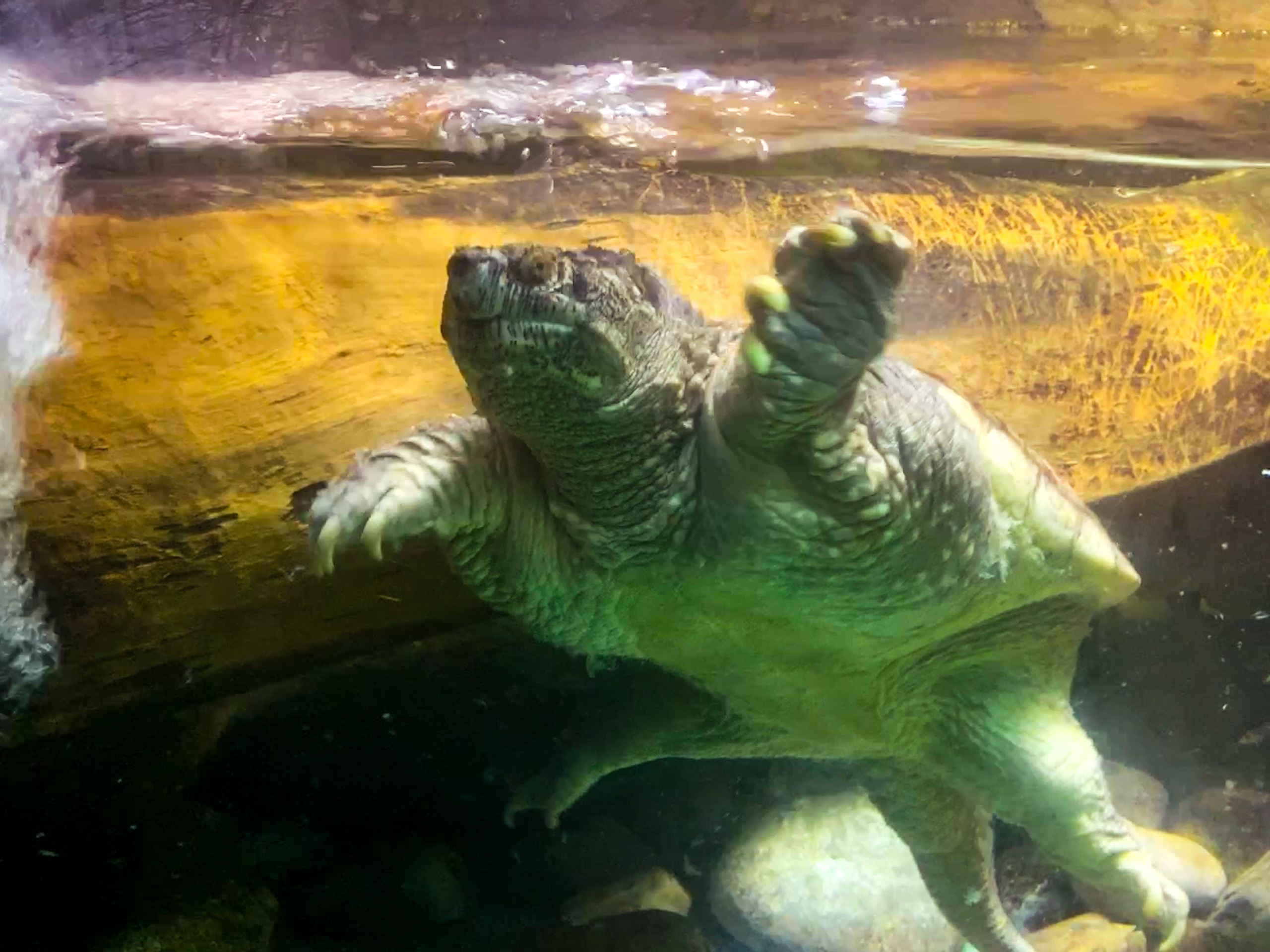 Snapping turtle swimming in a tank on ECHO