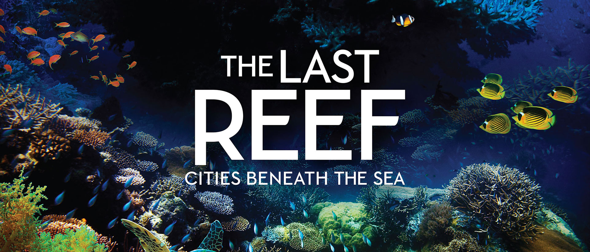 The Last Reef - shot of underwater