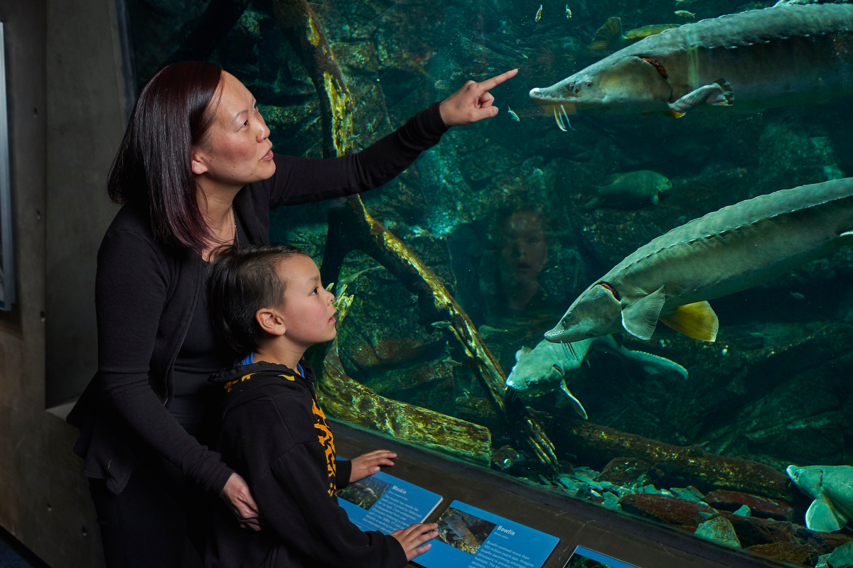 Mom and child pointing at the big Sturgeon tank and learning about Sturgeon at ECHO