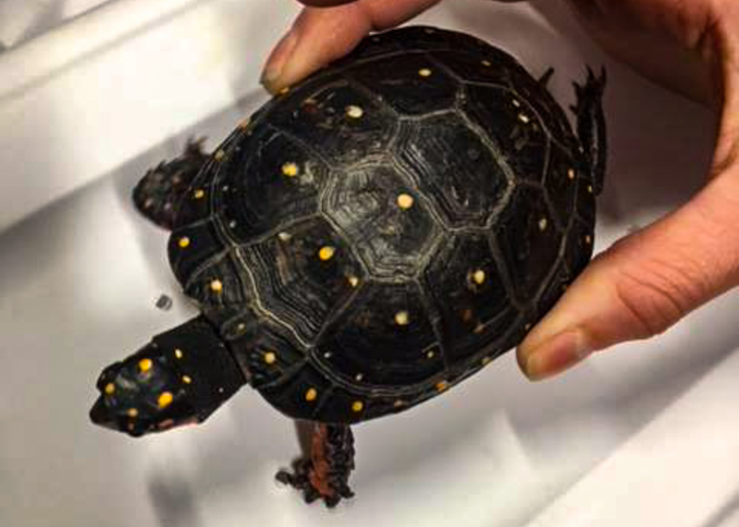 Upclose photo of spotted turtle being held by Animal Care staff