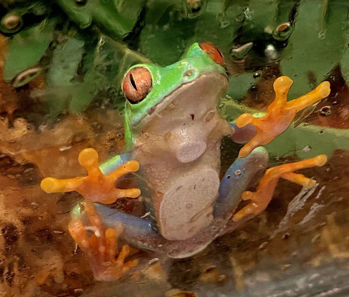 Dart frog at ECHO