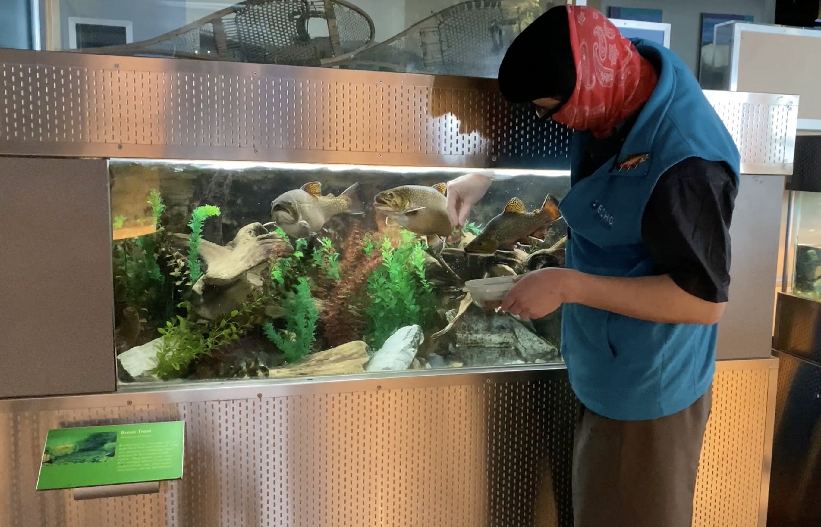 Animal Care staff feeding fish