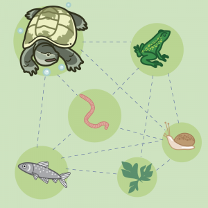 food web for turtles, worms, fish, frogs, snails