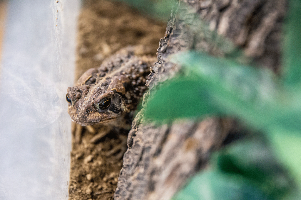 AmericanToad