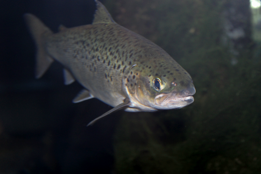 AtlanticSalmon