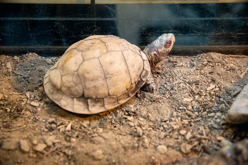 BoxTurtle