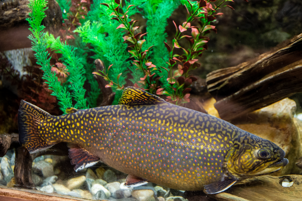 BrookTrout