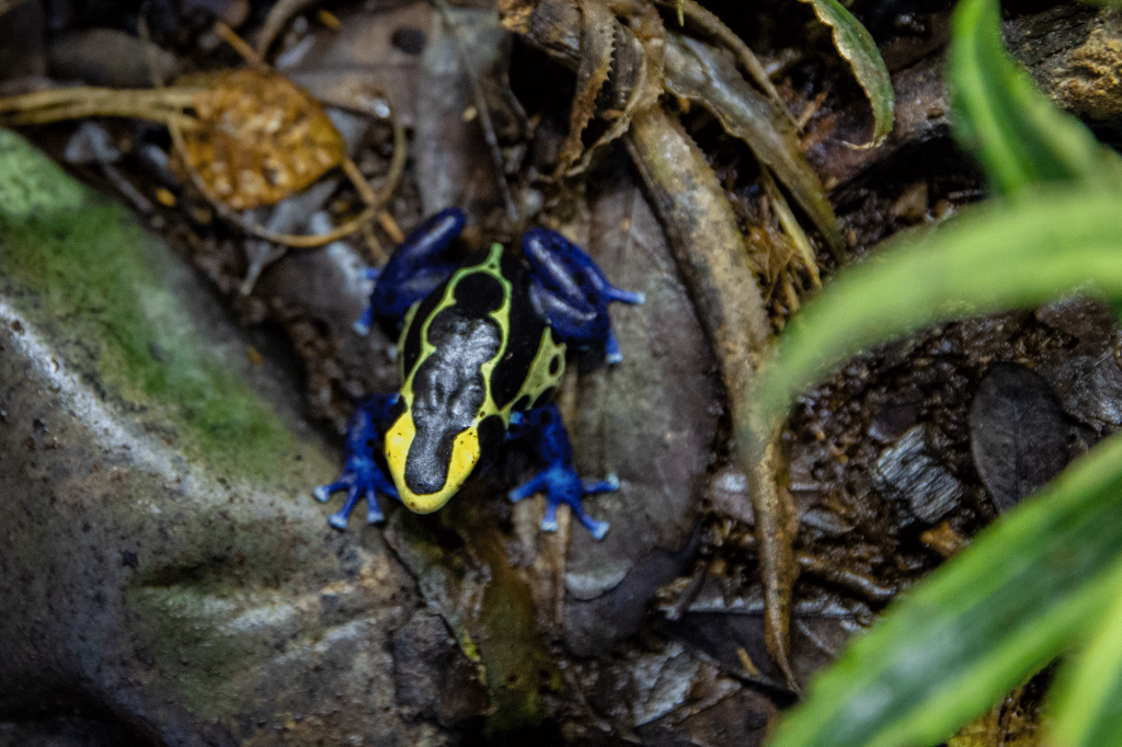 DyeingDartFrog