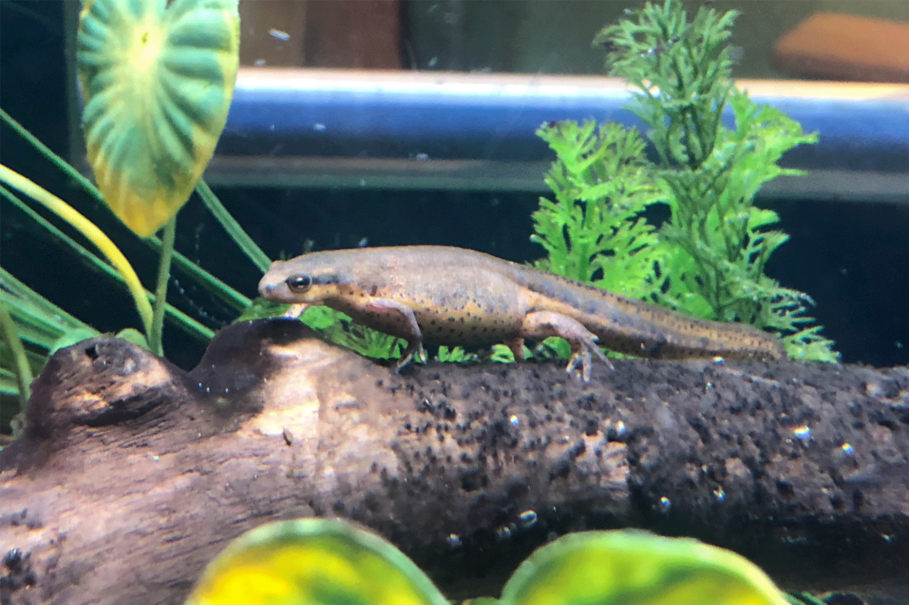 EasternNewt