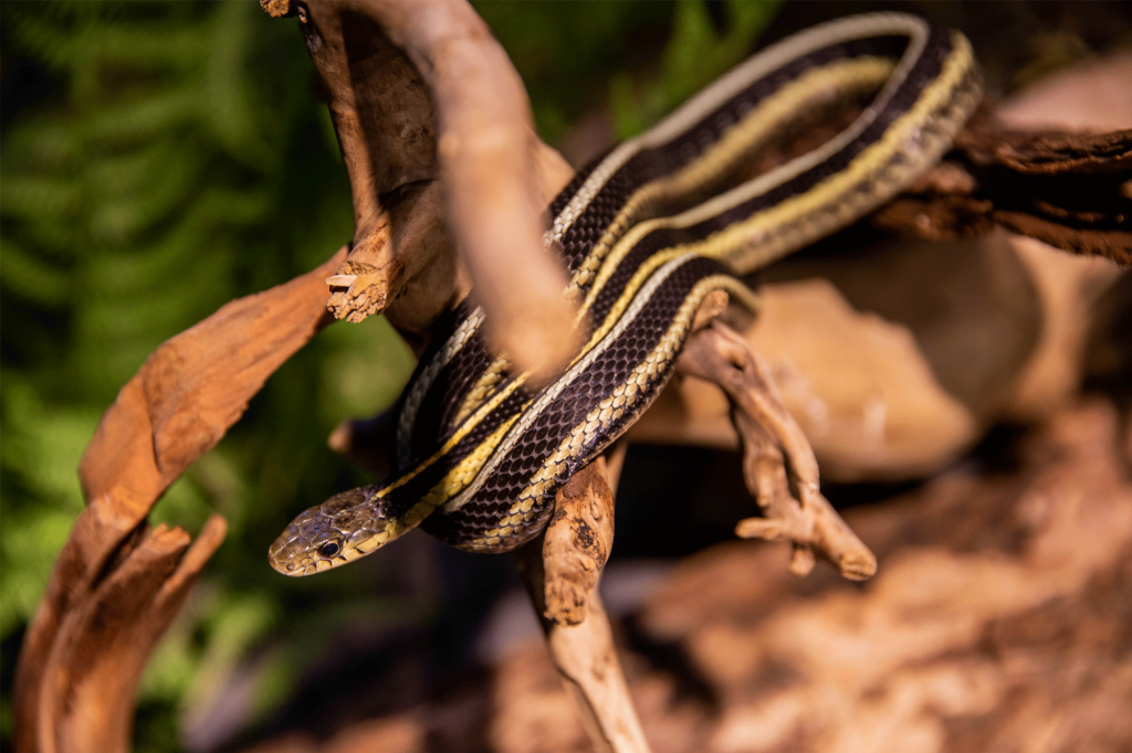 GarterSnake