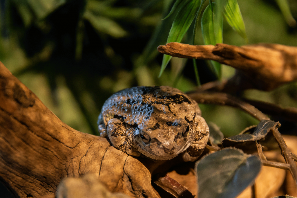 GreyTreeFrog