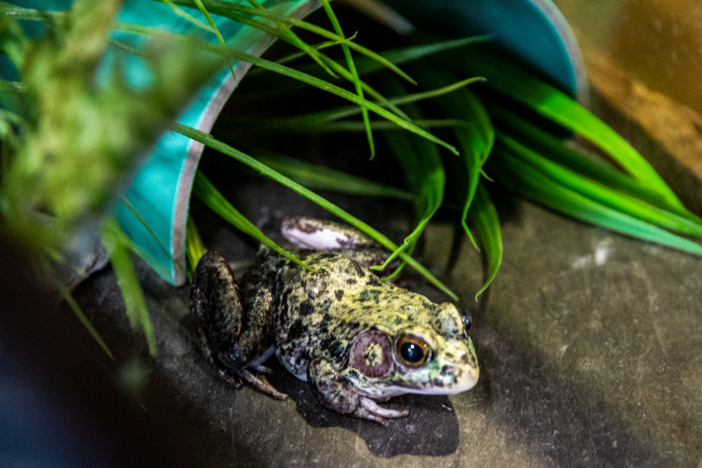 LeopardFrog