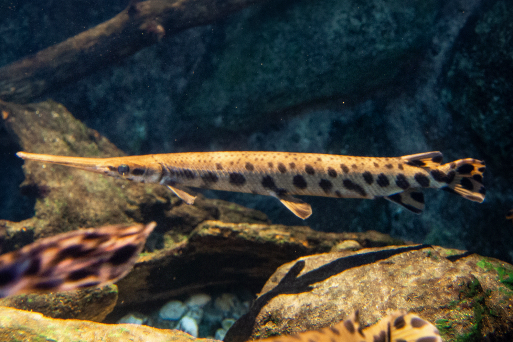 LongnoseGar