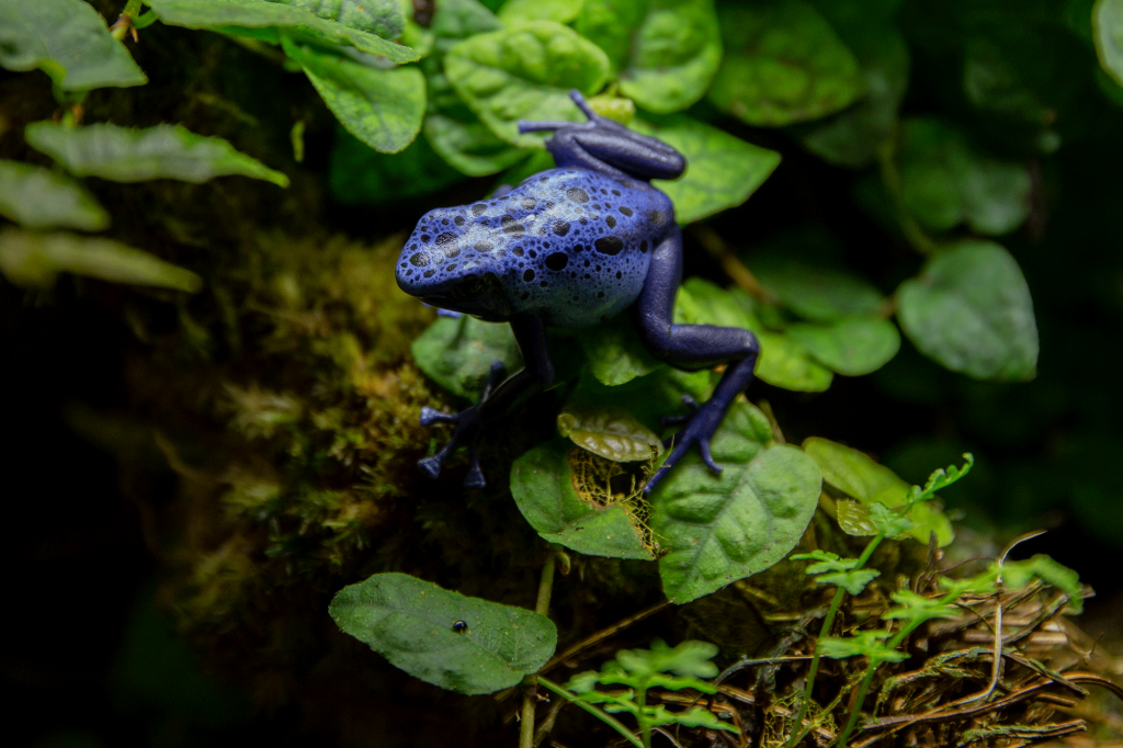 PoisonDartFrog