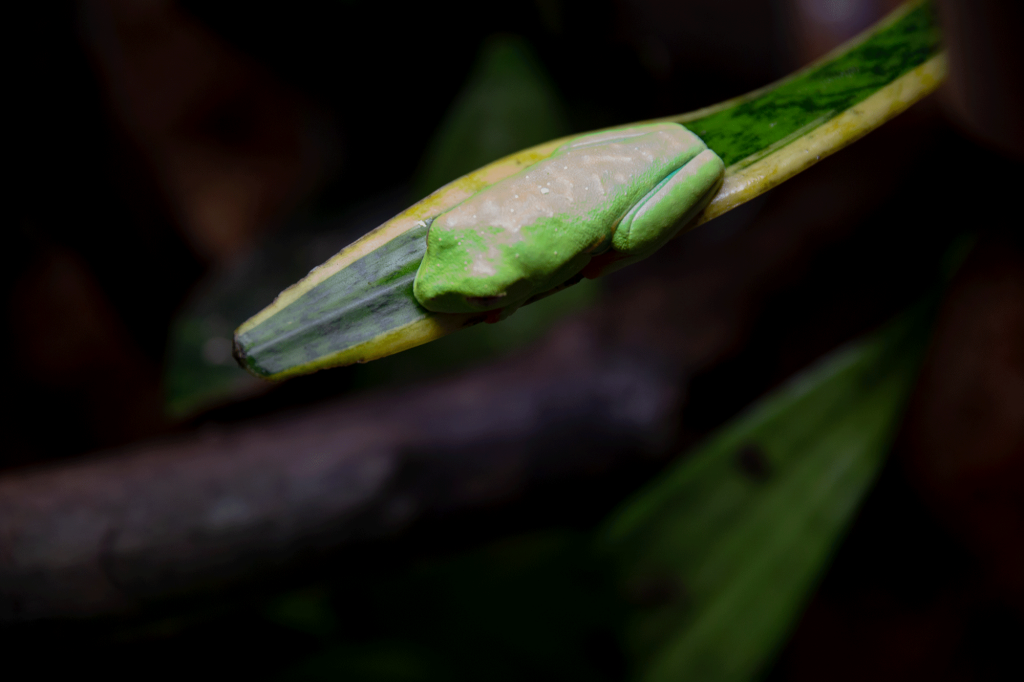 RedEyedTreeFrog