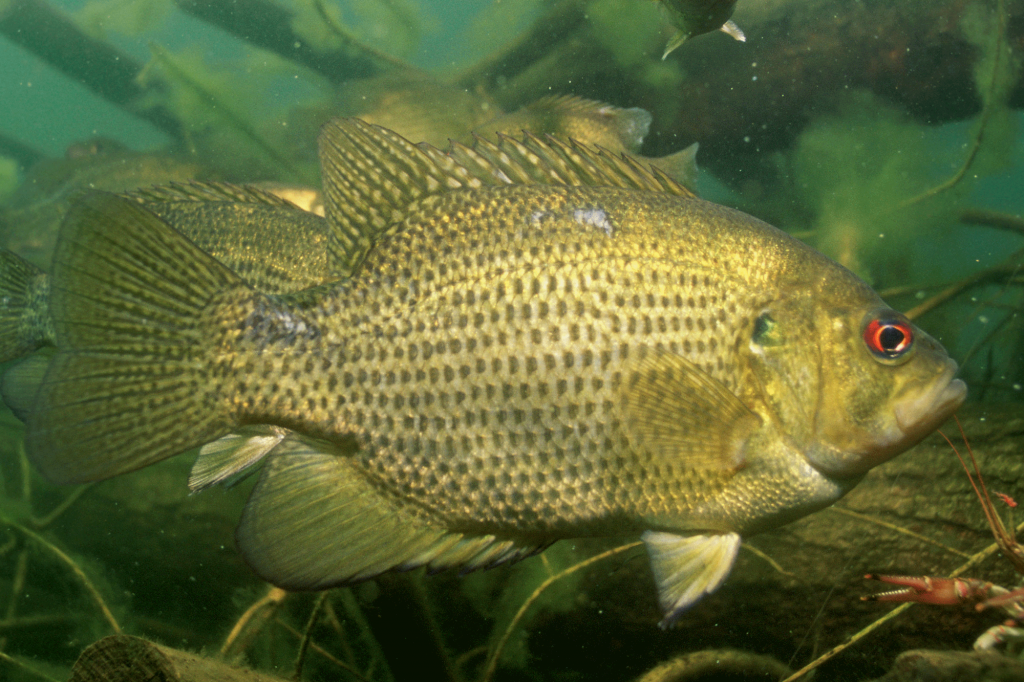 Rockbass