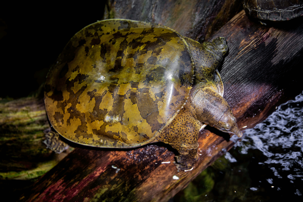 SpinySoftshellTurtle