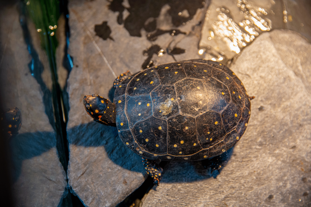 SpottedTurtle