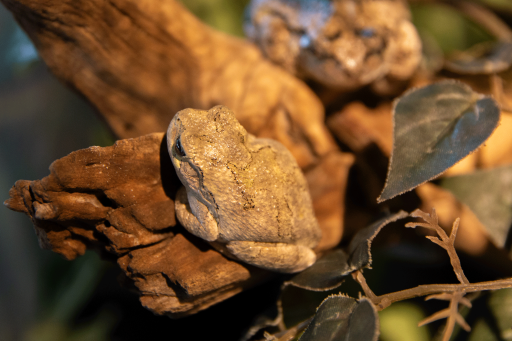 SpringPeeper