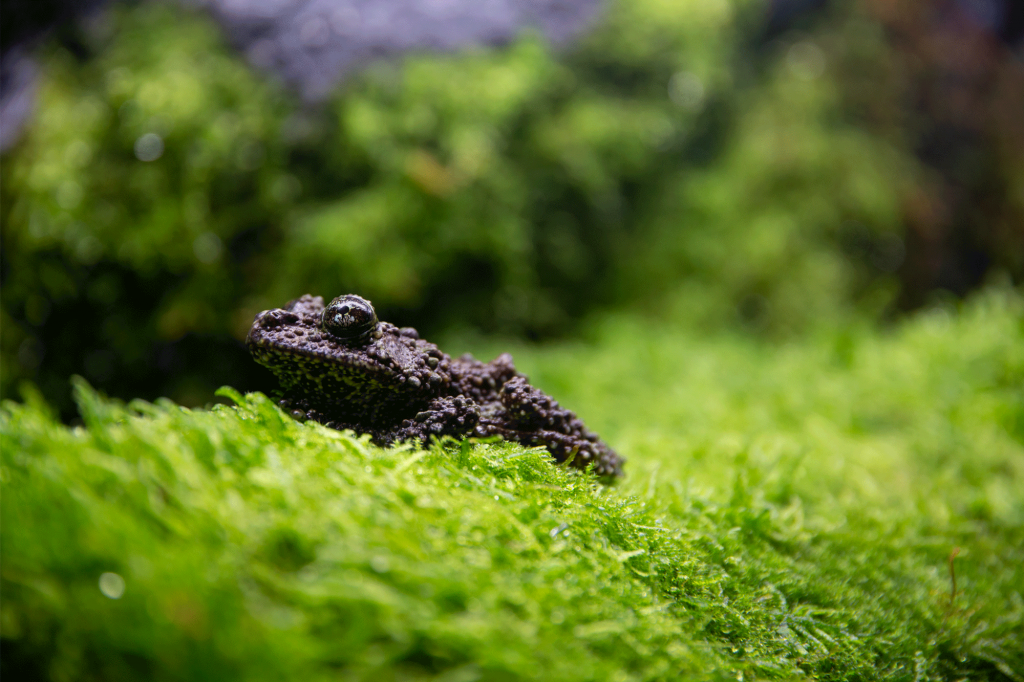 VietnameseMossyFrog