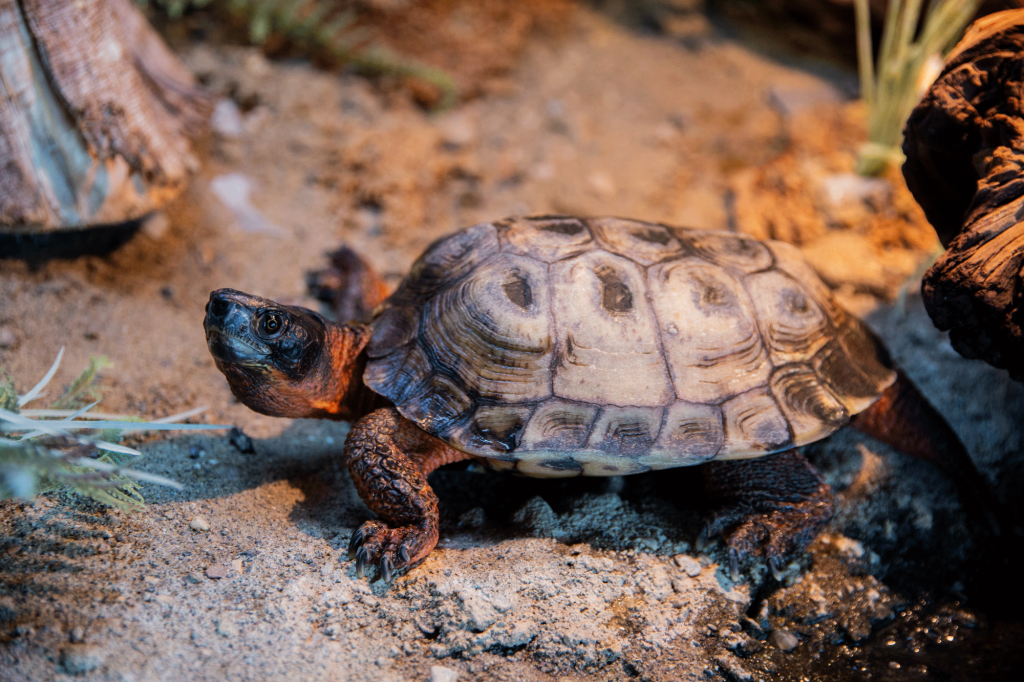 WoodTurtle