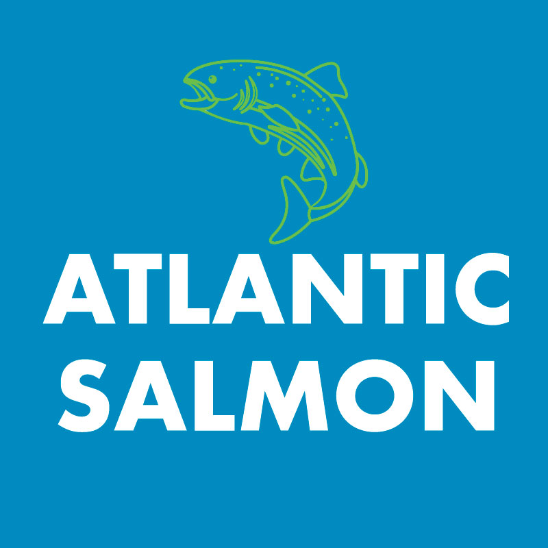 Atlantic Salmon