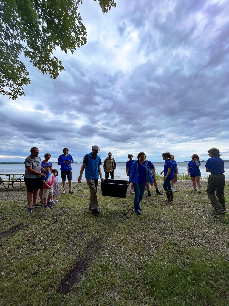 VT Fish and Wildlife and ECHO Animal Care team lift a big bin of baby turtles towards the release site on Lake Champlain.