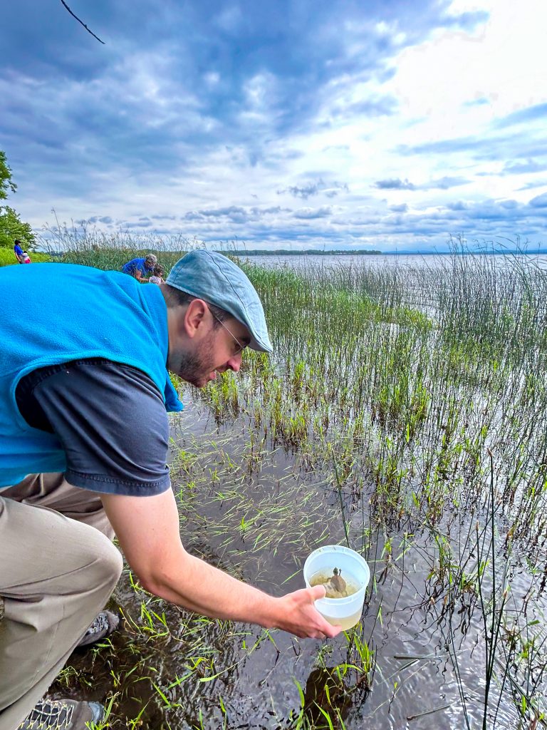 ECHO Animal Care specialist releases a baby turtle out of a plastic container in to Lake Champlain.