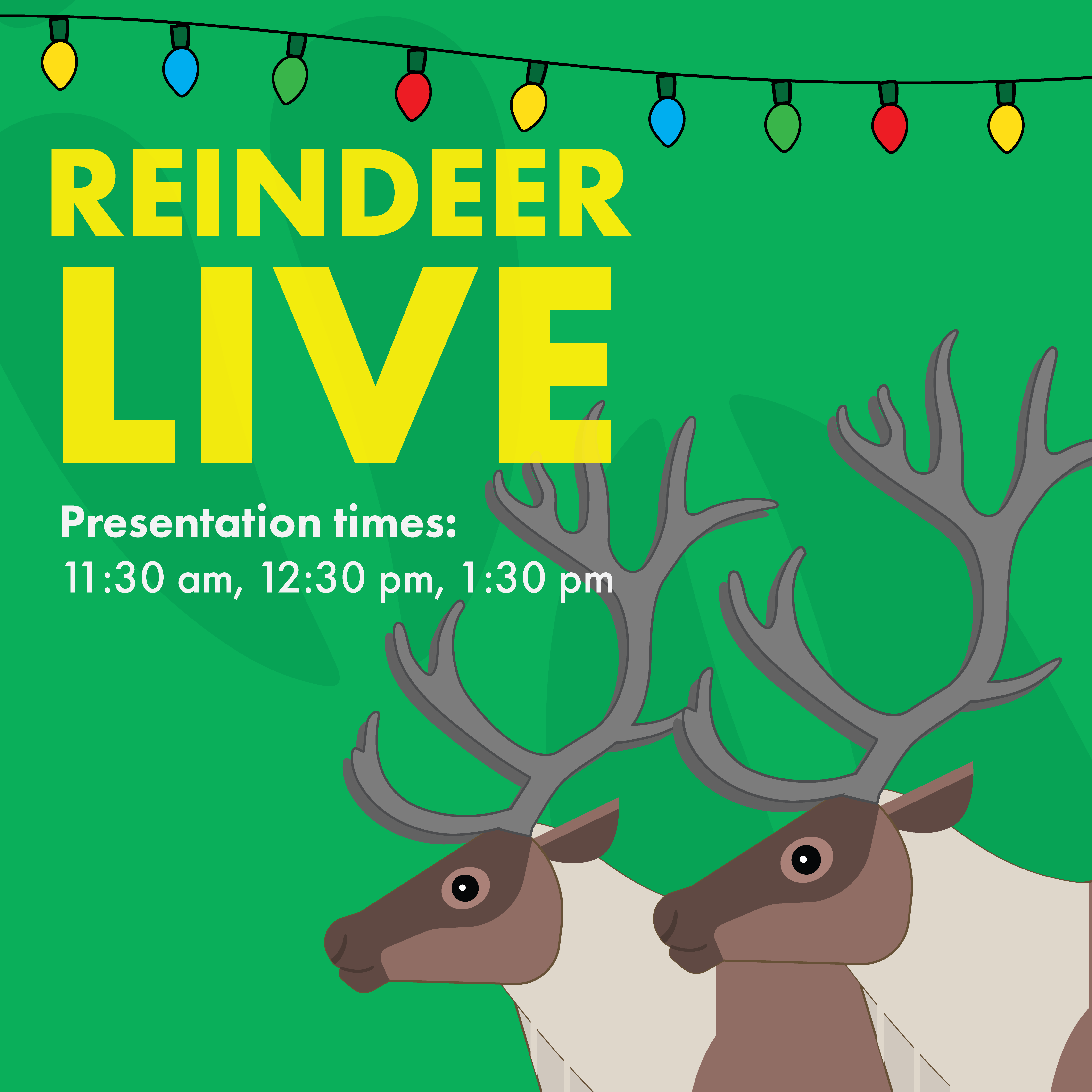 Reindeer Live, presentation times, 11:30 am, 12:30 pm, 1:30 pm
