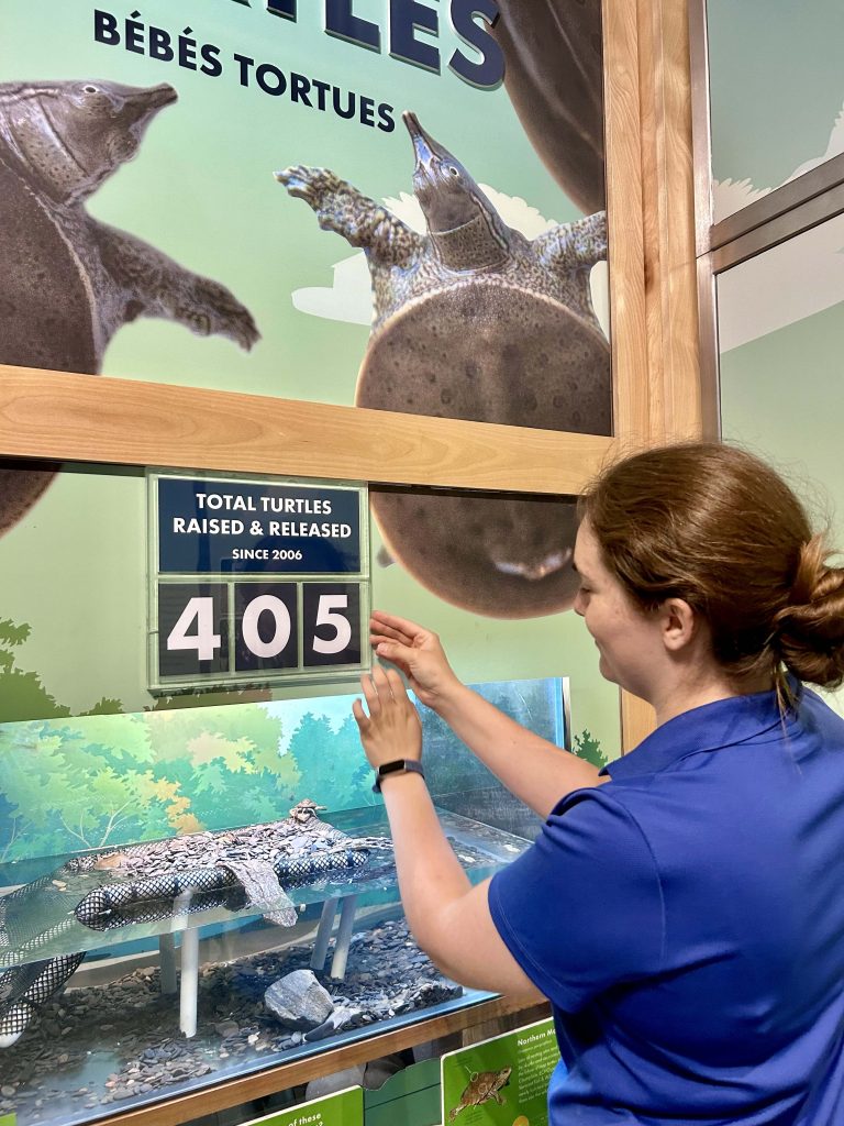 Animal Care specialist at ECHO changes the baby turtle count at ECHO in the baby turtle exhibit.