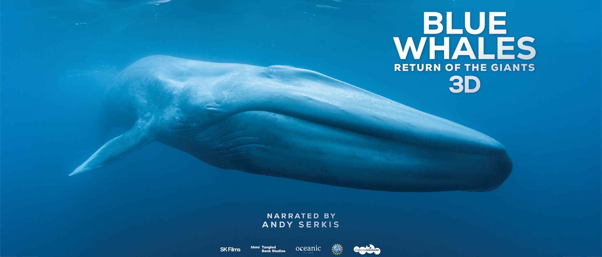 Blue Whales: Return of the Giants 3D