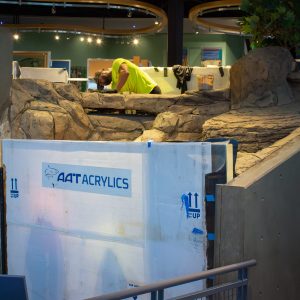 A view from outside ECHO's Lower River tank as a worker in a yellow shirt works on the new faux rock habitat, partially obscured by the tank's acrylic, which is currently wrapped in a protective white film.