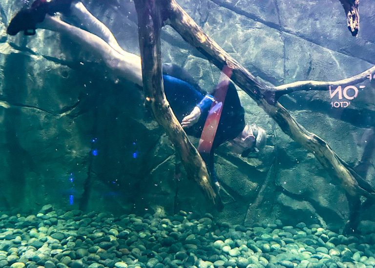 Animal Care person swims down in the big tank to arrange logs and plants.