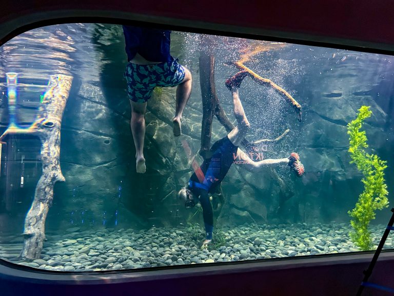 Two Animal Care staff members swim in the big tank to arrange habitat items