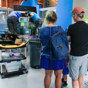 A group of guests look on as two Animal Care staff members work together to transfer ECHO's American Eel out of her old tank.