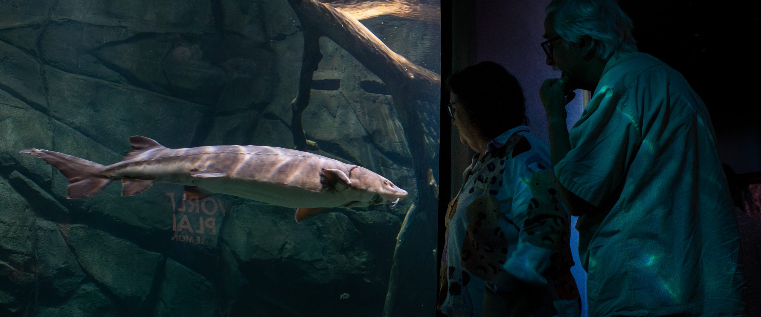 An elderly couple looks at a sturgeon swimming past them in ECHO's Lake Tank