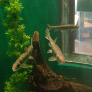 Three juvenile fish fan out to explore their new tank at ECHO.