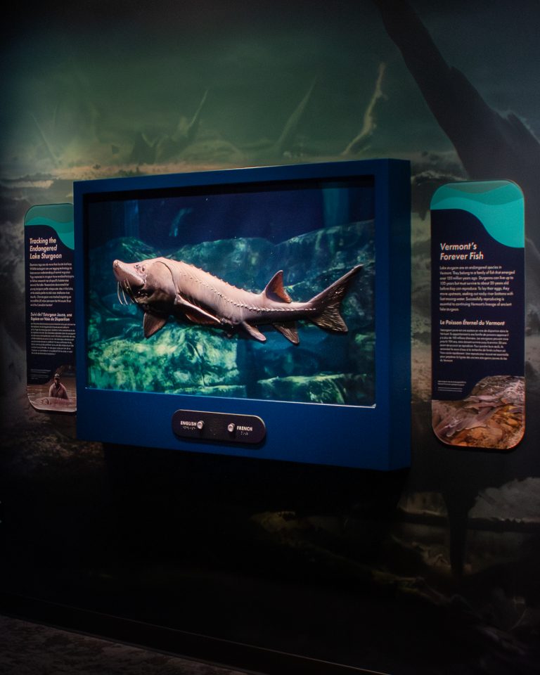 A view of the new tactile sturgeon, which plays facts about different parts of the sturgeon's anatomy when guests run their hands over the model.